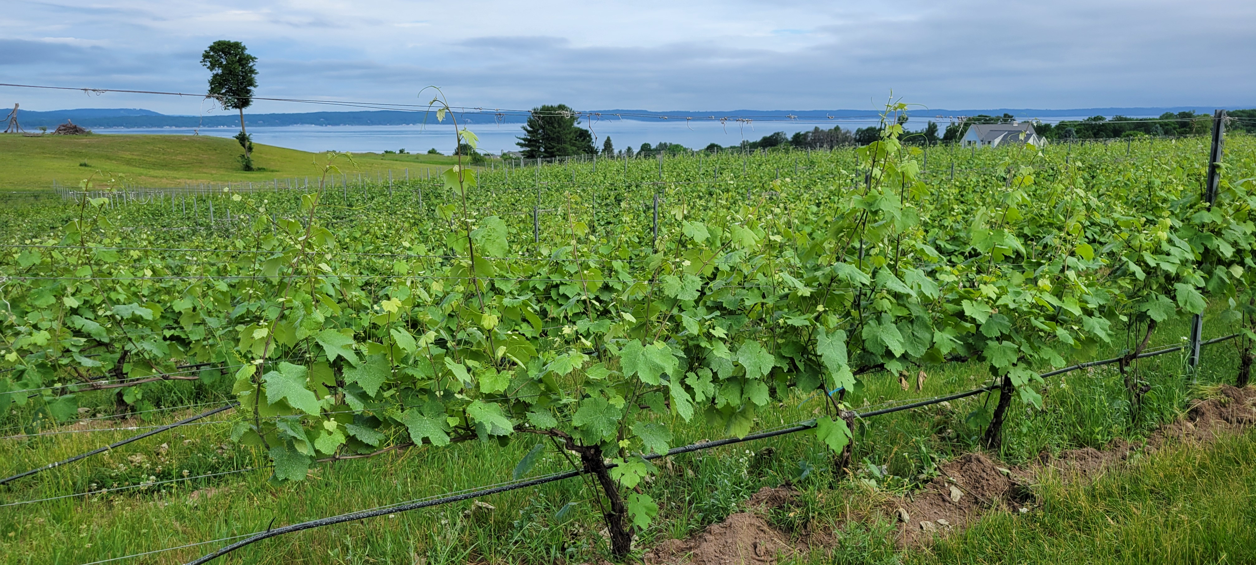 A Refosco grape vineyard.